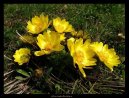 Pokojov rostliny: Kvetouc > Adonis jarn, hlavek jarn (Adonis vernalis)
