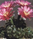 Fotky: Kaktus Gymnocalycium (foto, obrazky)
