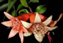 Pokojov rostliny: Rostliny s plody > Marhank, grantovnk obecn (Punica granatum)