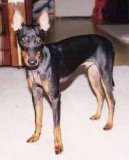 Ps plemena: Mal > Anglick toy-terir (Toy Terrier)